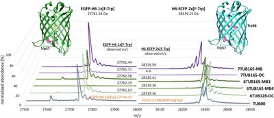 Escherichia coli adapts metabolically to 6- and 7-fluoroindole, enabling proteome-wide fluorotryptophan substitution